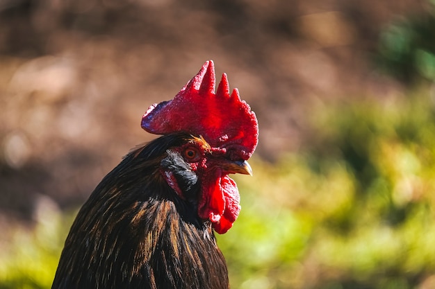 Large sunny portrait of a village rooster with a blurred background