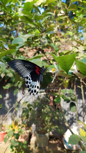 A large swallowtail butterfly of the genus Papilio polymenstor is extracting nectar from flower