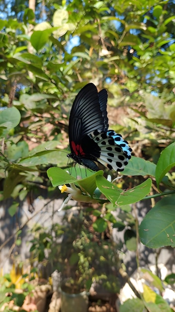 A large swallowtail butterfly of the genus Papilio polymenstor perched on a tree