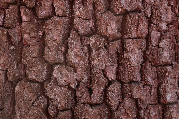 Large texture of the bark of an old tree wood background