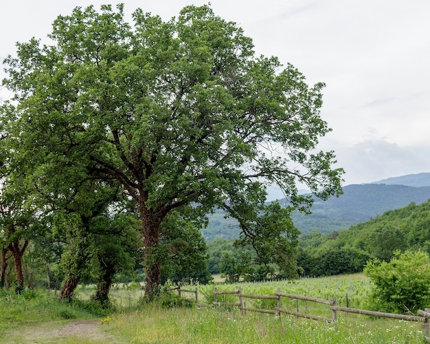 A large tree in the countryside near a fence