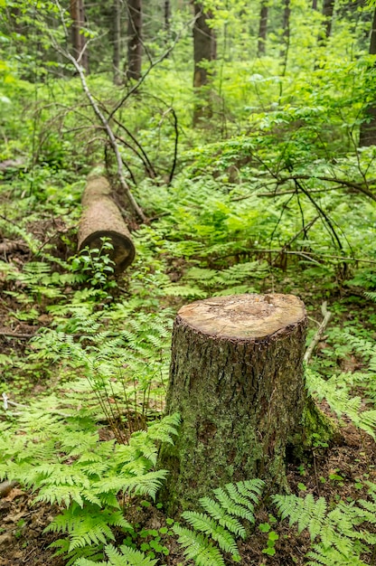 Large tree has been cut down in the forest park deforestation