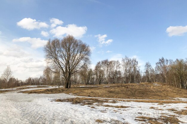 Large tree on hill with melting snow and dry grass on thawed areas nature landscape in early spring