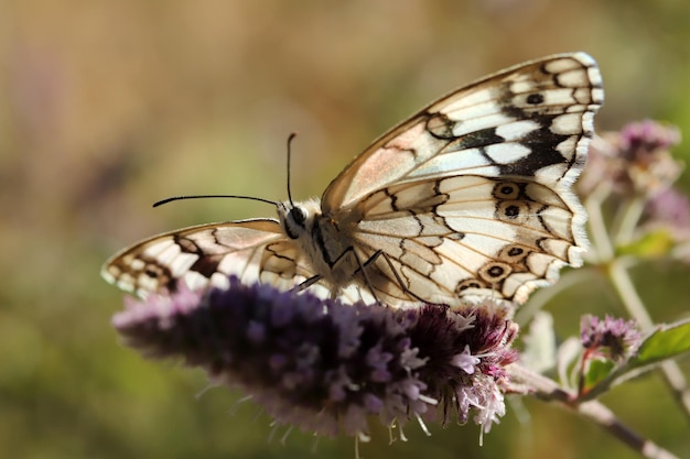 Large tree nymph butterfly on a flower