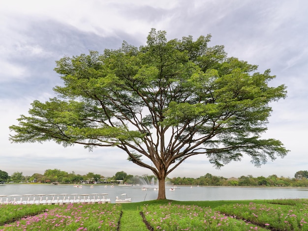 Large Tree with Branches by the Lake