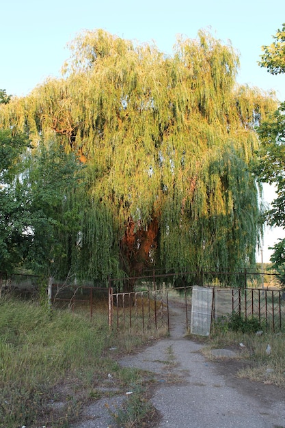 A large tree with a gate and grass