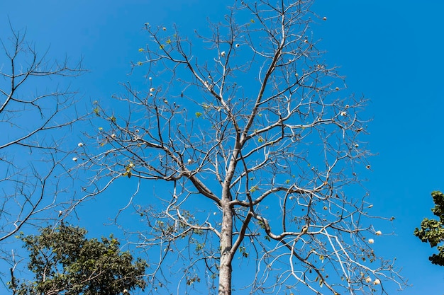 A large tree with only branches without leaves.