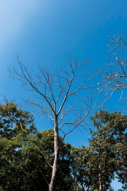 A large tree with only branches without leaves.