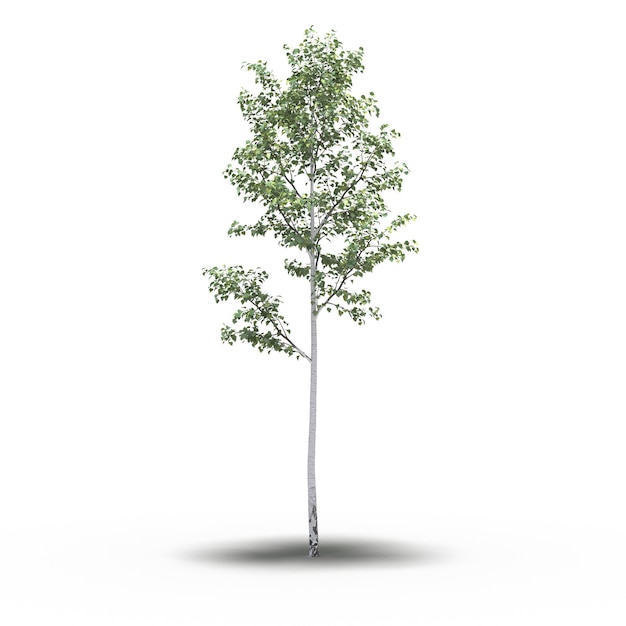 large tree with a shadow under it, isolated on white background, 3D illustration, cg render