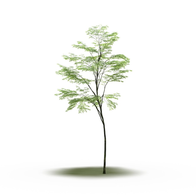 large tree with a shadow under it, isolated on white background, 3D illustration, cg render