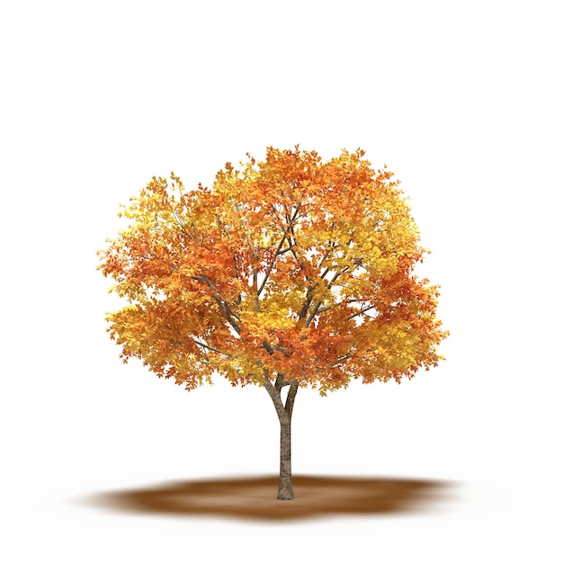 large tree with a shadow under it, isolated on white background, 3D illustration, cg render