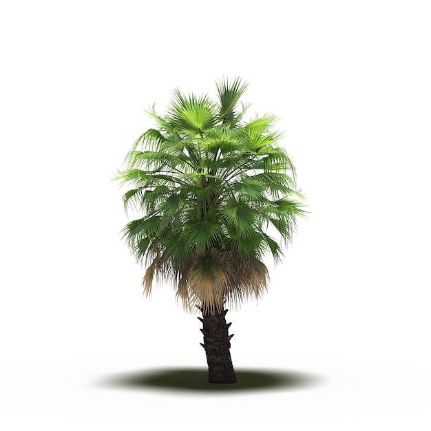 large tree with a shadow under it, isolated on white background, 3D illustration, cg render