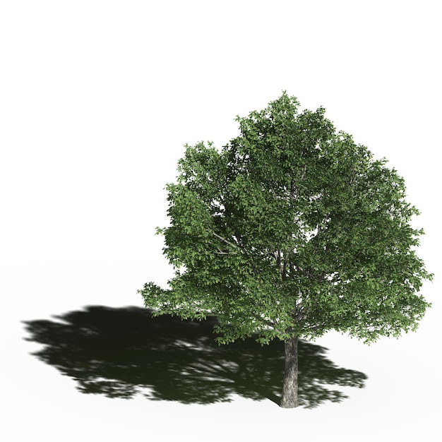 large tree with a shadow under it, isolated on white background, 3D illustration, cg render