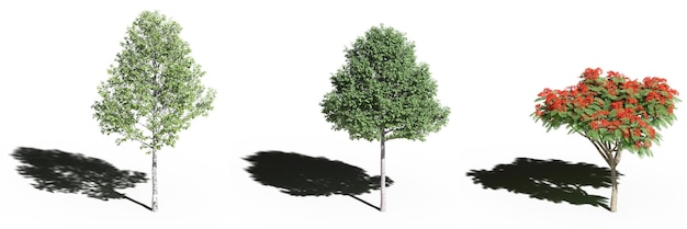 large tree with a shadow under it, isolated on white background, 3D illustration, cg render