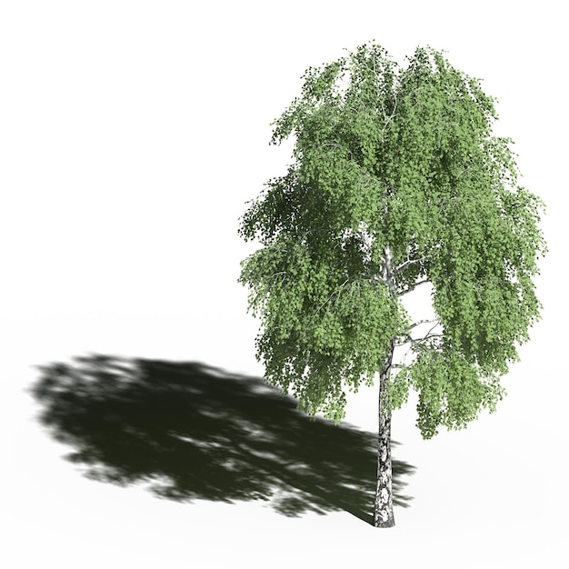 large tree with a shadow under it, isolated on white background, 3D illustration, cg render