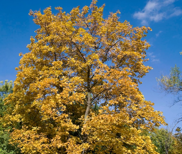 A large tree with yellow leaves on a blue sky background