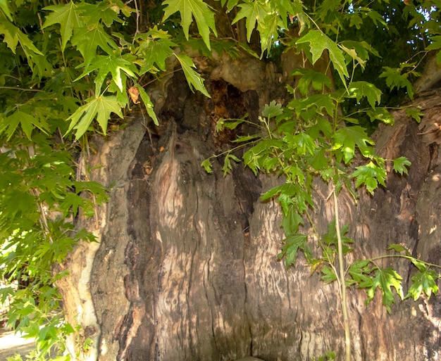 Large trunk of an old mulberry tree