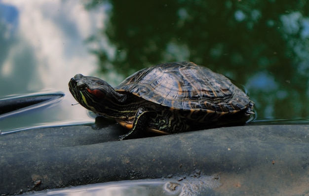 A large turtle in the water, in summer