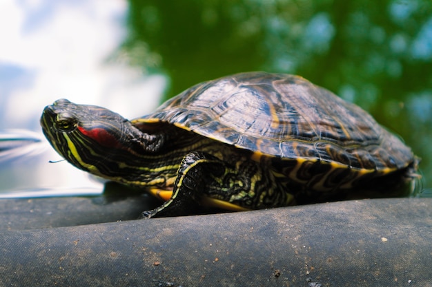 A large turtle in the water, in summer