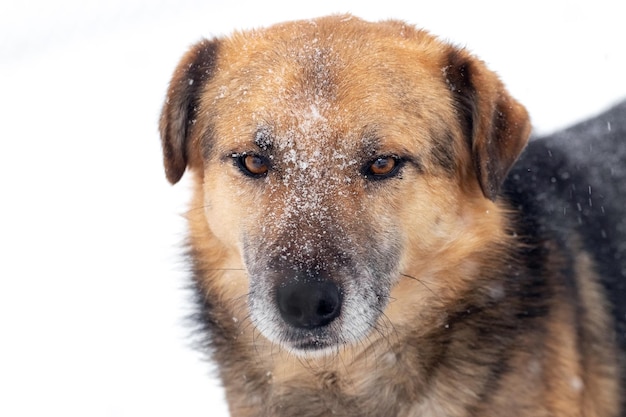 Large watch dog with a close look in the winter covered with snow, portrait of a dog