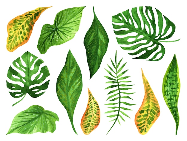 LARGE WATERCOLOR SET OF LEAVES OF TROPICAL PLANTS ON A WHITE BACKGROUND IN VECTOR