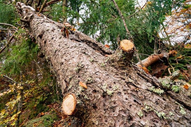 Large wet fallen tree in a beautiful multi-colored dense forest among fallen colored leaves