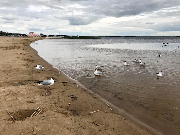 Large white birds gulls on the sandy beach of the river bank the lake is floating in the water