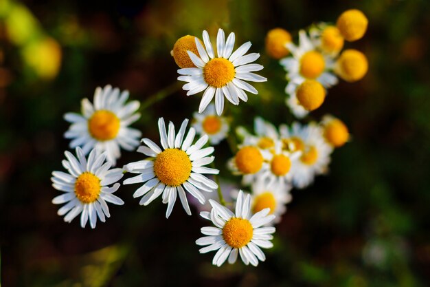 Large white daisies on a meadow among the grass summer flowers