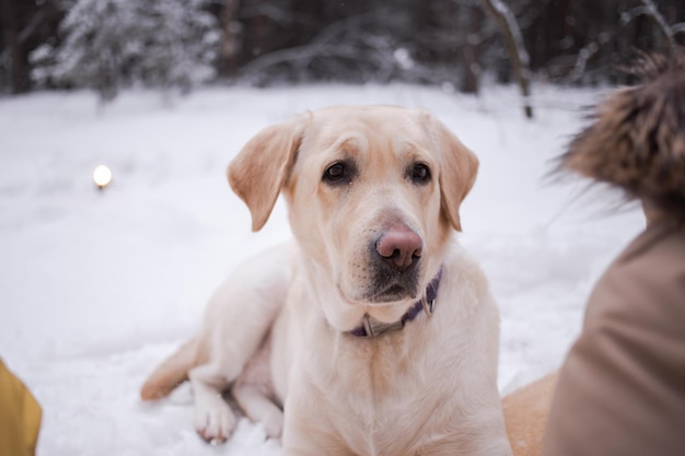 Large white dog labrador with a big nose