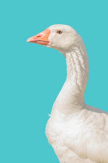 Large white goose isolated on light green background. Poultry.