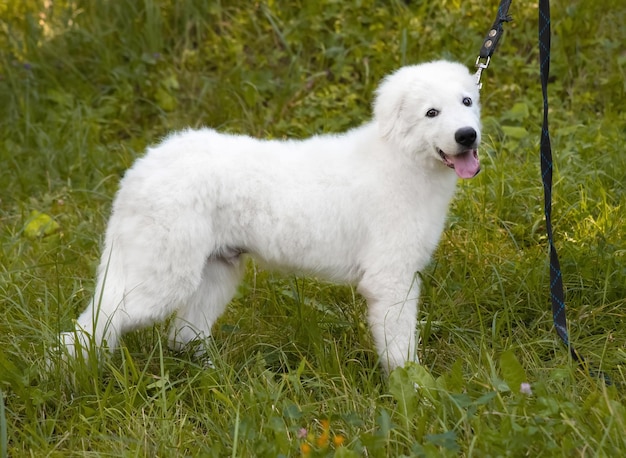 A large white Italian Shepherd puppy on a leash is standing in the grass