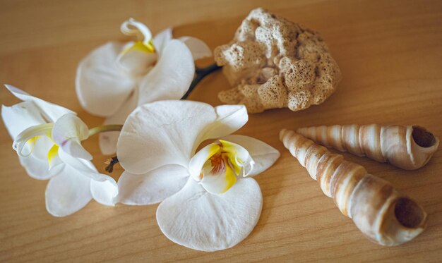 Large white orchid flowers on a brown background