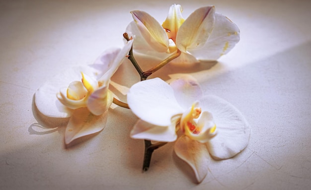 Large white orchid flowers on a brown background