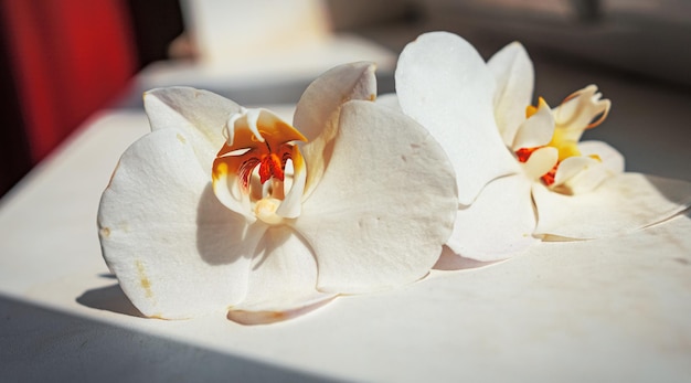 Large white orchid flowers on a brown background