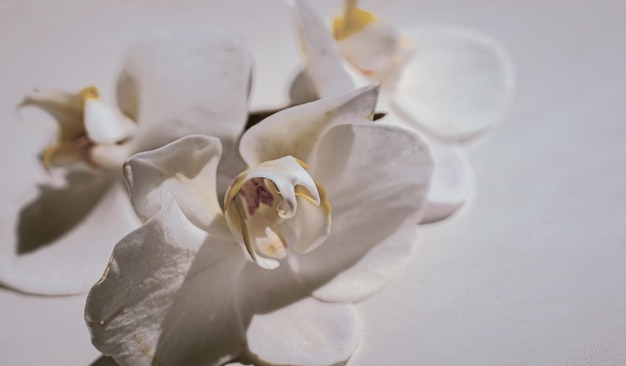 Large white orchid flowers on a brown background