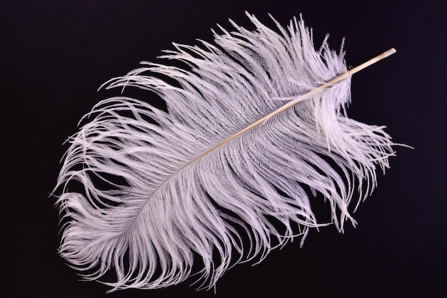 Large white ostrich feather on a black background. 