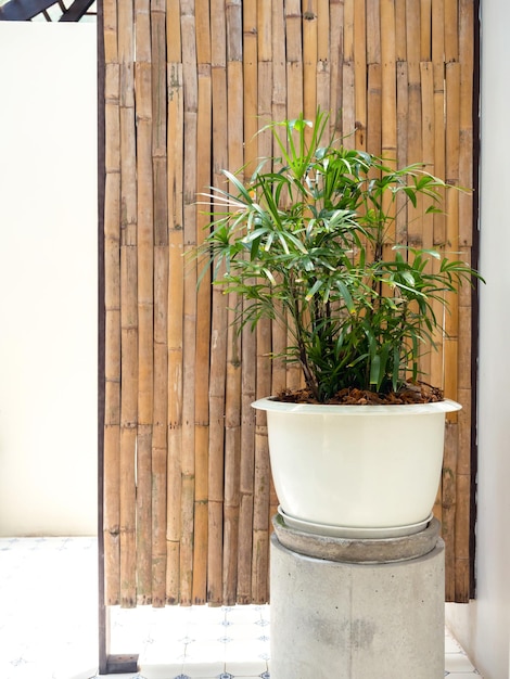 Large white round plastic plant pot with tropical leaves decoration on bamboo wooden wall partition background in toilet white room background vertical style