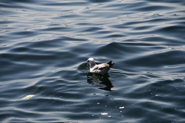 A large white seagull on the calm water of the sea bay