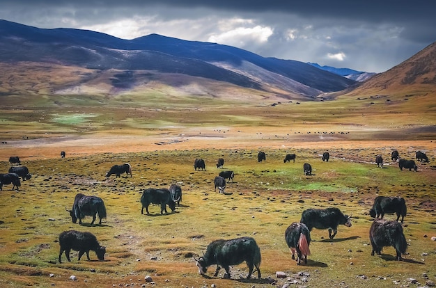 Large Yak herd grazing in Himalaya