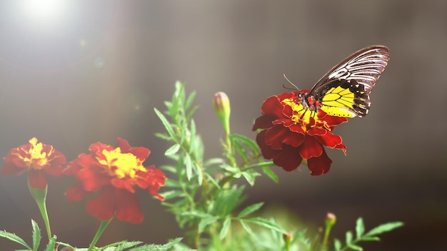 Large yellow butterfly on a marigold flower Colorful autumn background Tagetes Place to add text