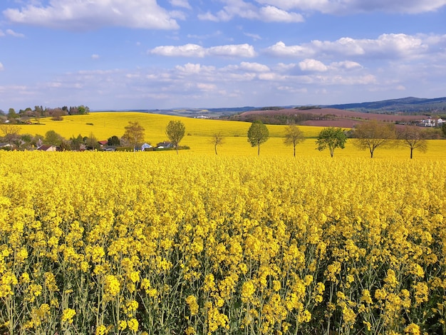 A large yellow field of rapeseed In the middle you can see the roofs of houses low green trees Blue sky and many clouds Clear sunny day On the horizon are mountains and an unsown field