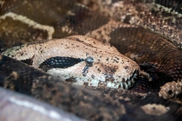 Photo large yellow snake in a terrarium closeup