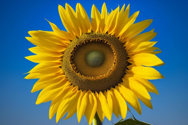 Large yellow sunflower with blue sky in the backgrounnd of it Generative AI