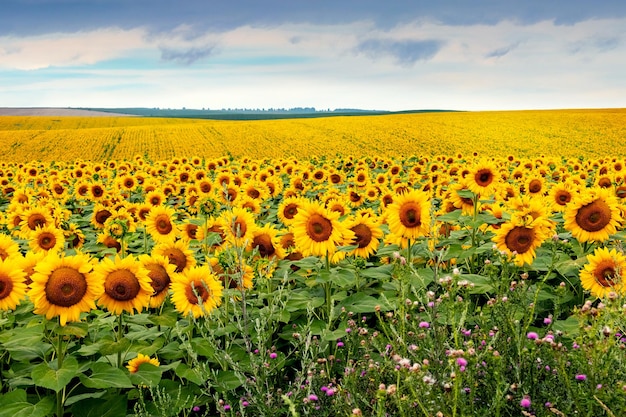 Large yellow sunflowers in a wide field Sunflowers during flowering