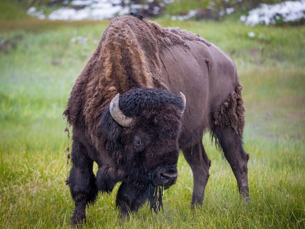 Large Yellowstone Bison Buffalo at Yellowstone National Park Wyoming USA