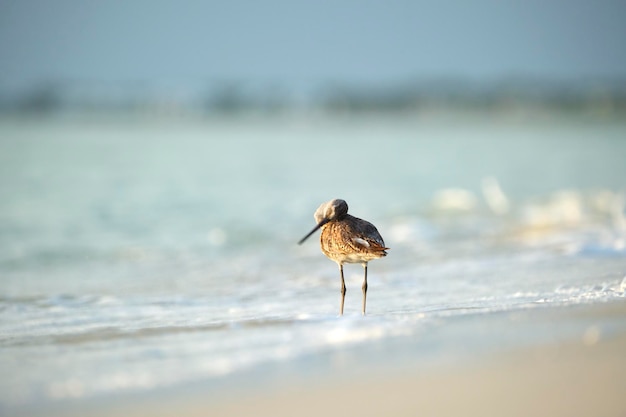 LargeBilled Dowitcher wild sea bird looking for food on seaside in summer