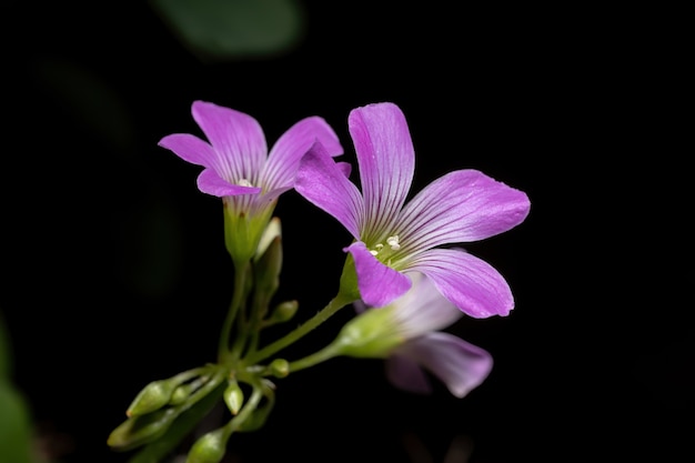 Largeflower Pink-Sorrel of the genus Oxalis