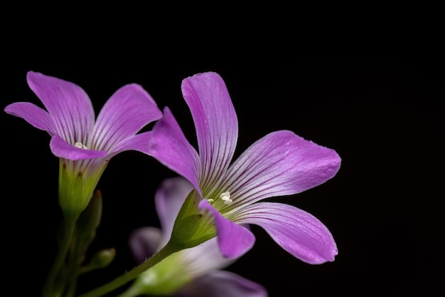 Largeflower Pink-Sorrel of the genus Oxalis