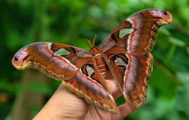 The largest butterfly in nature Coscinocera hercules