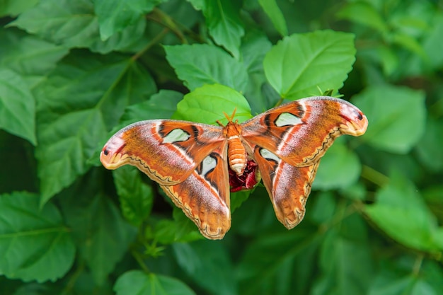 The largest butterfly in nature Coscinocera hercules